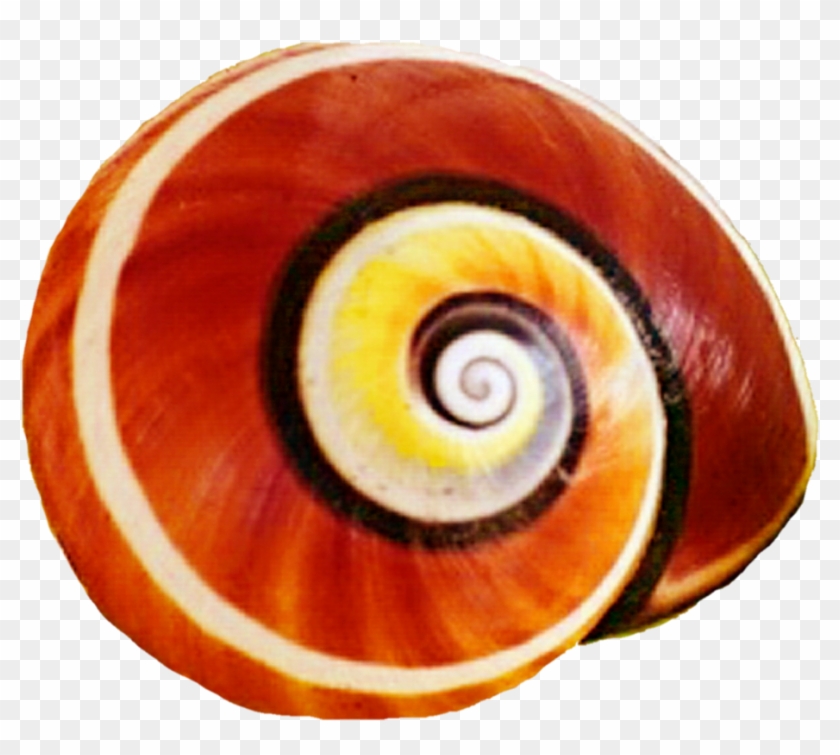 Snail Clipart Snail Shell - Snail Shell Clipart - Png Download #2923203