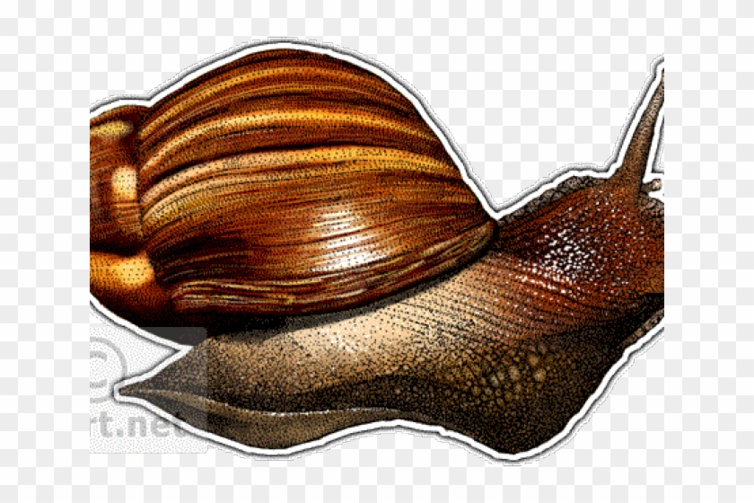 Drawn Snail Giant African Snail - Lymnaeidae Clipart
