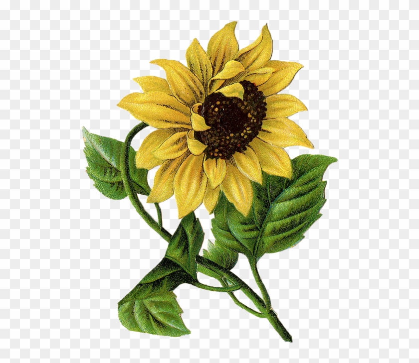 Drawing Sunflowers Vintage - Vintage Sunflower Illustration Clipart
