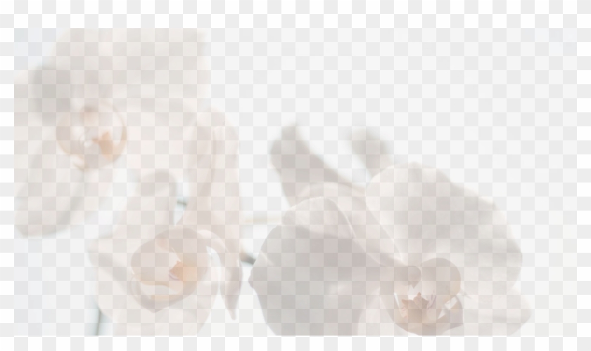 Sunflowers Png Bitmap - Orchids Clipart