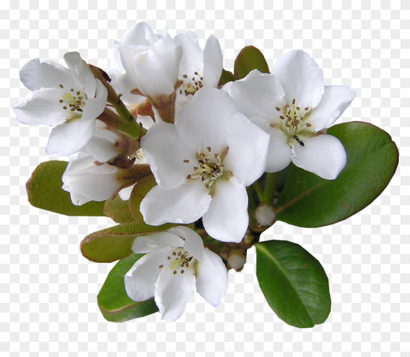 White, Flower, With, Ant Cut, Out - Flower Decoration Strip Clipart