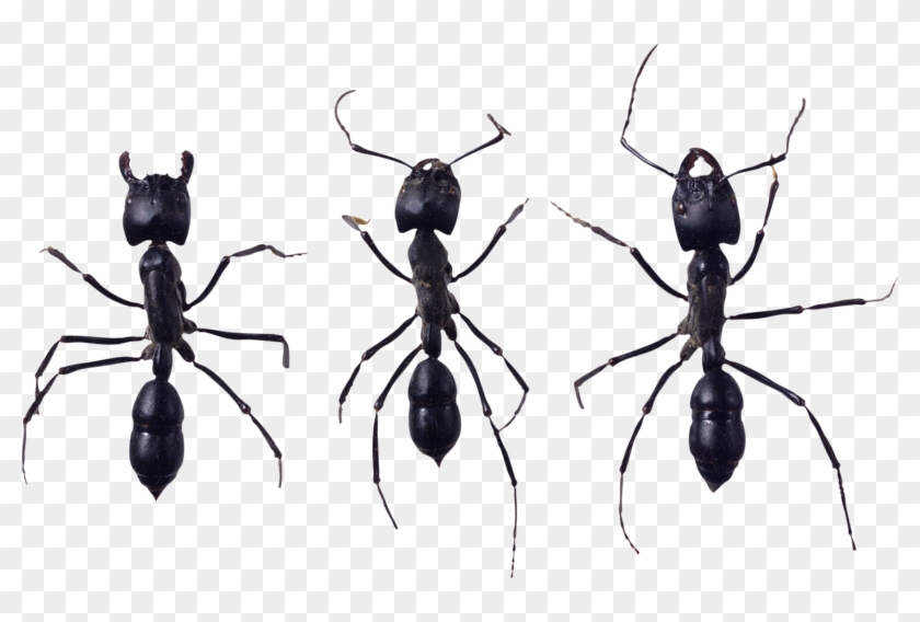 Ant Png, Download Png Image With Transparent Background, - Ant Clipart #2928002