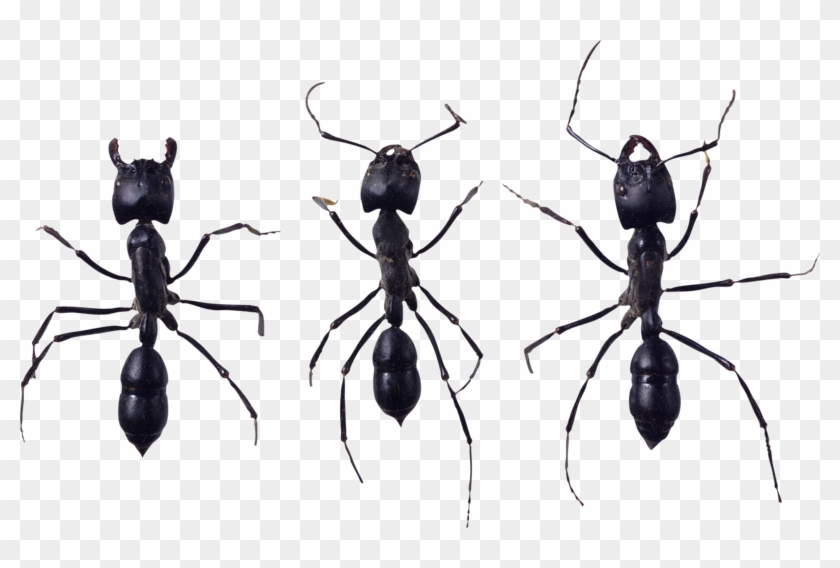Ant Png, Download Png Image With Transparent Background, - Ant Clipart