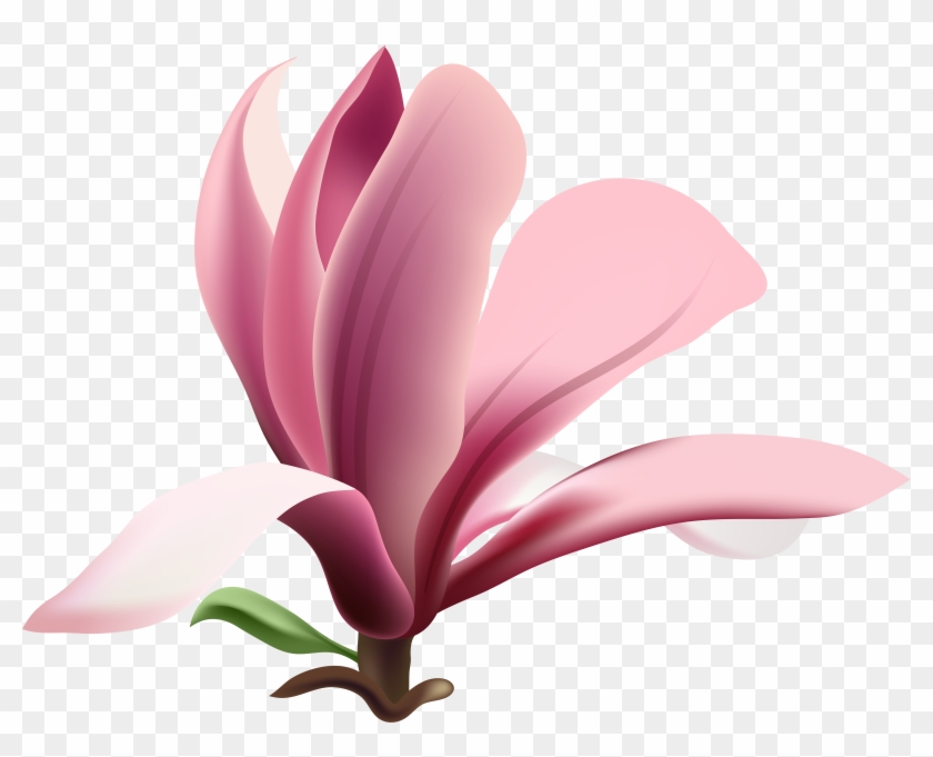 Image Transparent Magnolia Clipart - Png Download