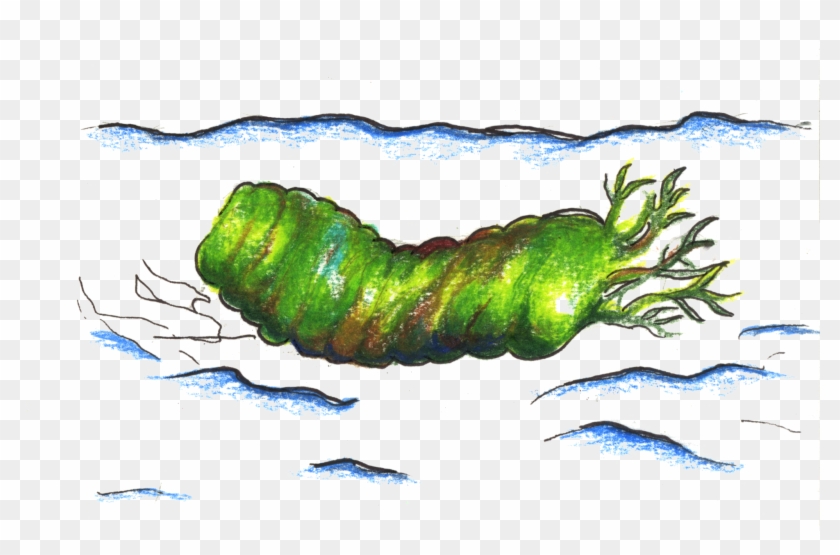 Imperial Moth Clipart #2928306