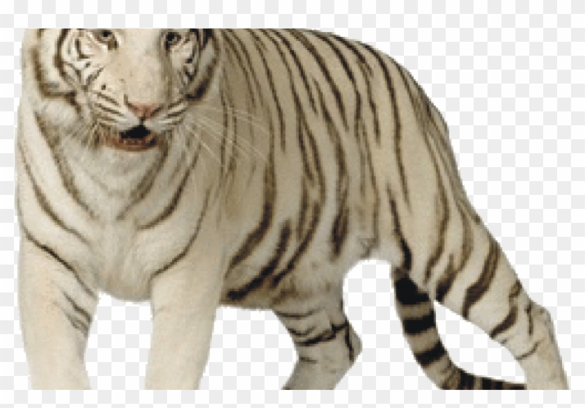 White Tiger Png Clipart #2928475