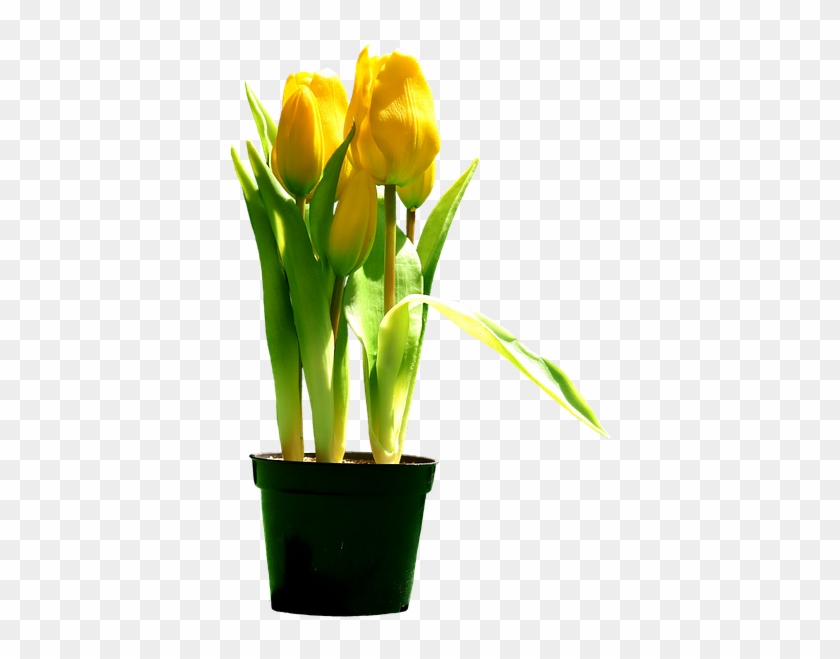 Free Photo Bloom Tulips Yellow Blossom Flowers Yellow - Tulipani Gialli Png Clipart #2928600
