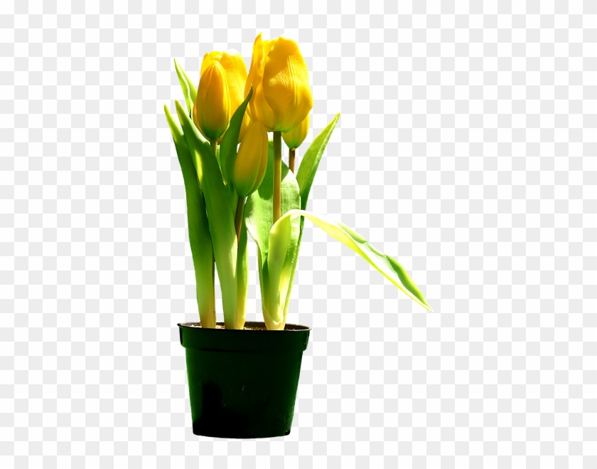 Free Photo Bloom Tulips Yellow Blossom Flowers Yellow - Tulipani Gialli Png Clipart