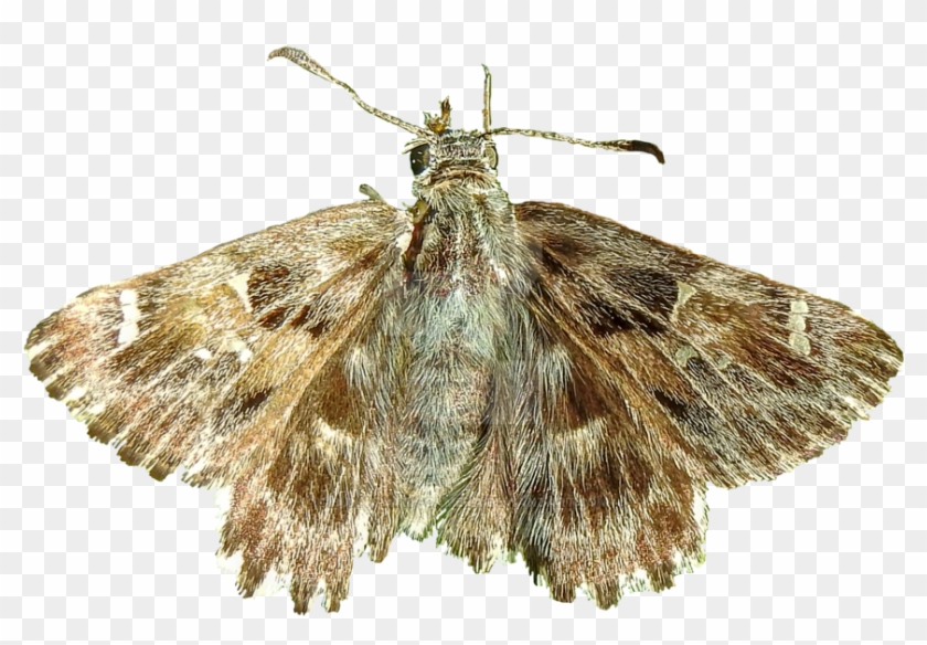 Moth Png - Moth Wings Transparent Clipart