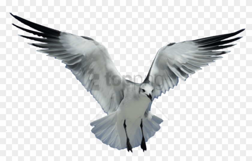 Free Png Seagull Transparent Png Image With Transparent - Sea Bird Transparent Background Clipart #2929261