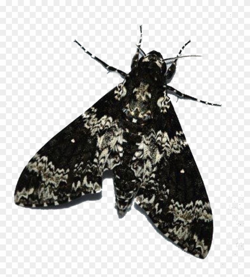 Roommate, Half Blood, Moth, Duke, Mood Boards, College - Peppered Moth Clipart