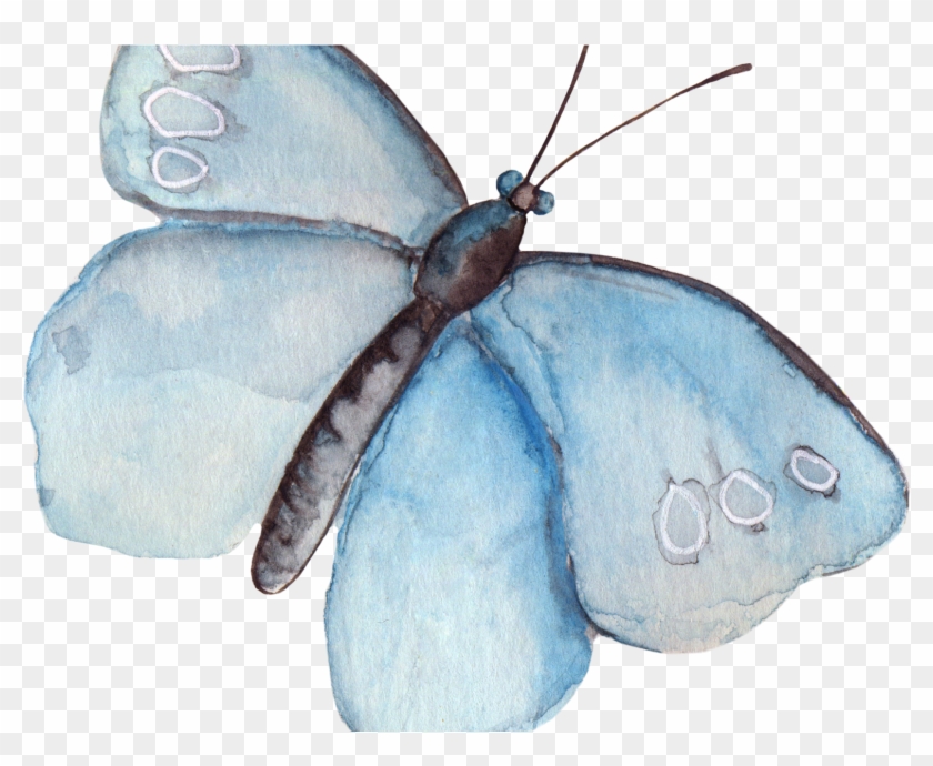 Moth Png Clipart #2929349