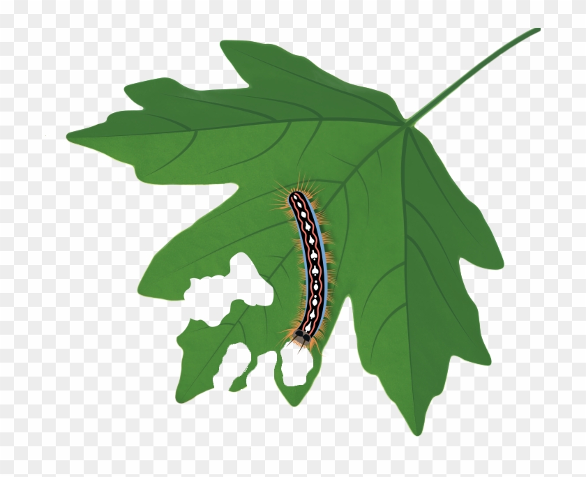 Join A Featured Campaign - Caterpillar Clipart