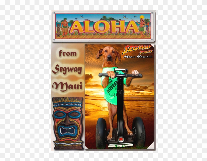 Framed Photo From Your Segway Tour In Lahaina - Companion Dog Clipart #2930467