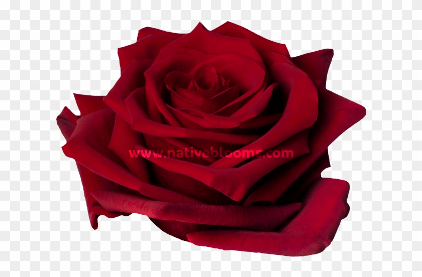 Explorer Roses - Ecuadorian Red Roses Clipart #2930474
