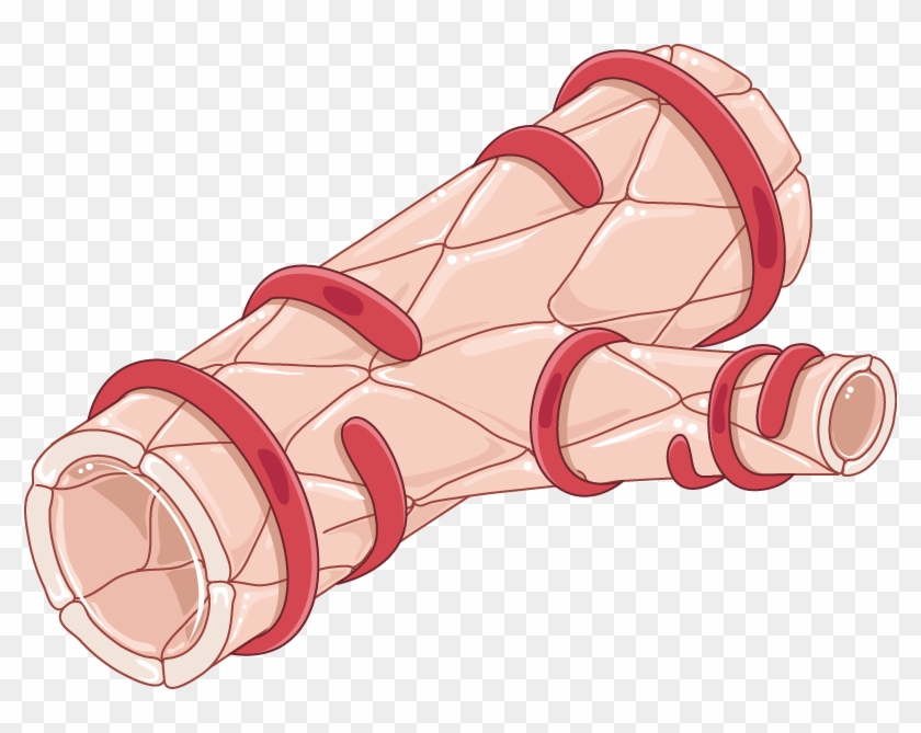 Download The Image - Smooth Muscle Cells Arterioles Clipart