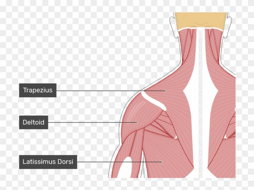 Posterior View Of The Occipital Region Of The Skull, - Illustration Clipart
