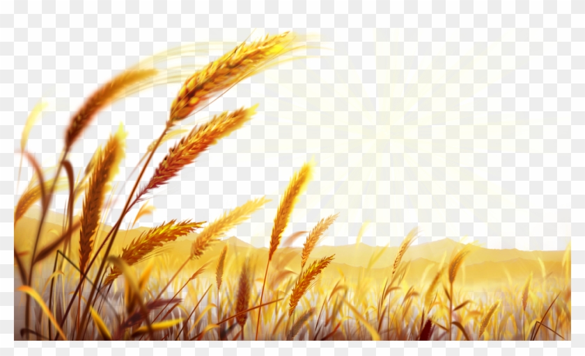 Pizza Food Dough - Wheat Field Png Clipart