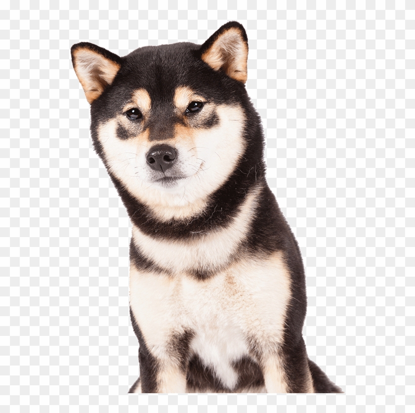 A Shiba Inu - Black Shiba Inu Png Clipart #2931848