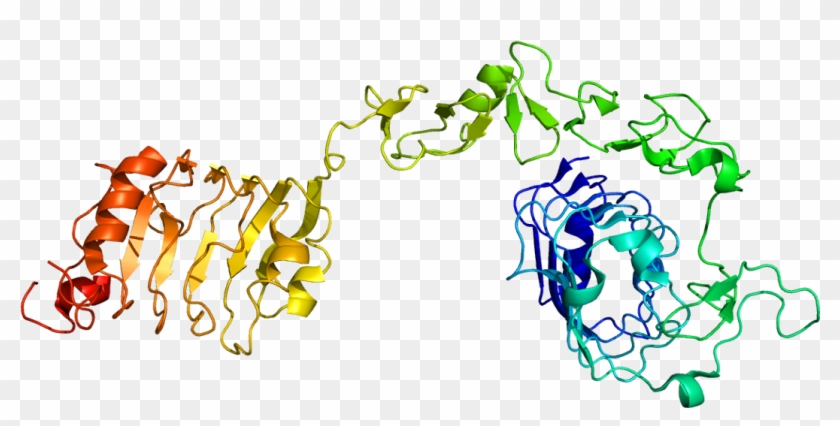 Protein Igf1r Pdb 1igr - Igf 1 Structure Clipart