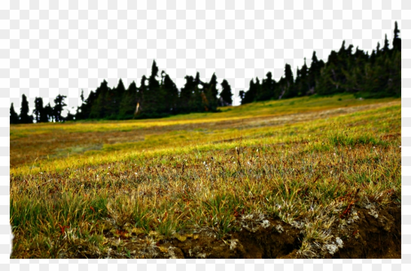 #field #forest #treeline #trees #nature #grass #natural - Grass Clipart #2932764