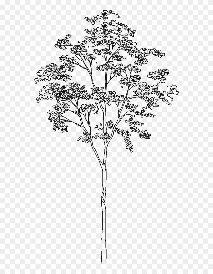 Tree - Tree Line Drawing Png Clipart #2932808