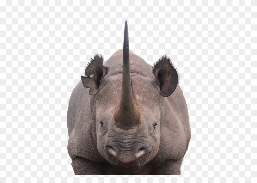 Horns Png Namibia - Rhino Png Clipart #2933027