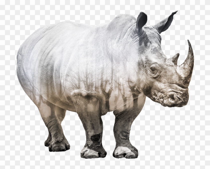 Conservation Save Rhinos - Posters Save The Rhino Clipart #2933269