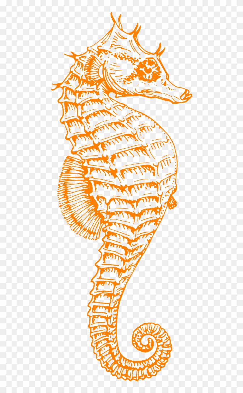 Seahorse Ocean Sea Life Png Image - Seahorse Drawing Clipart #2933392