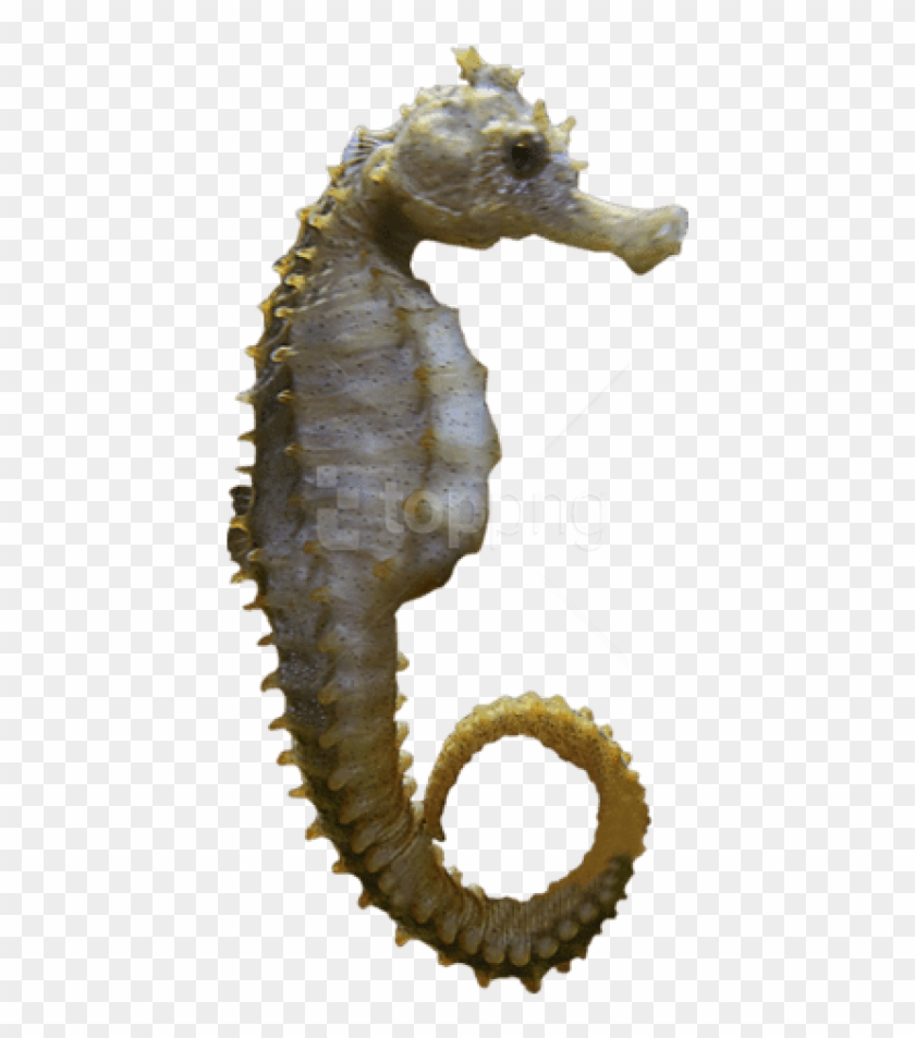 Free Png Download Seahorse Sideview Png Images Background - Sea Horse Png Clipart #2933447