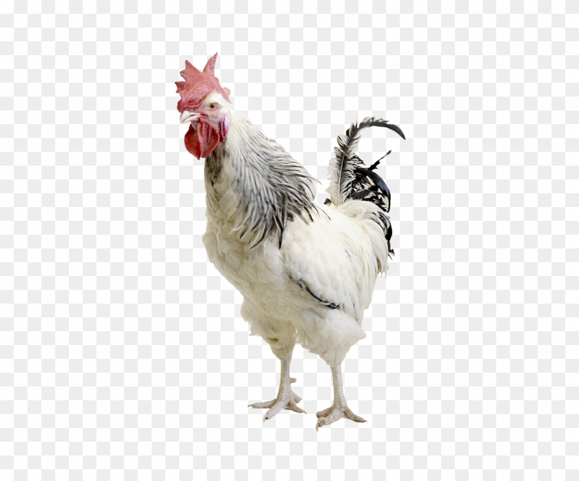 High Quality Poultry Breeding For Superior - Poulet Png Vivant Clipart #2935531