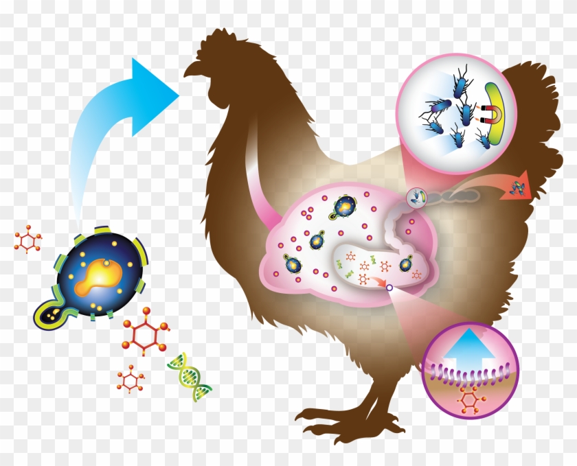 Hilyses Offers An Ideal Solution To Protect And Improve - Mannan Oligosaccharides Clipart #2935569