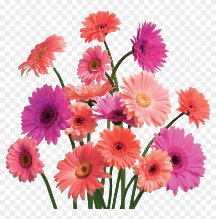 Flowers Wallpapers Png Clipart #2935647