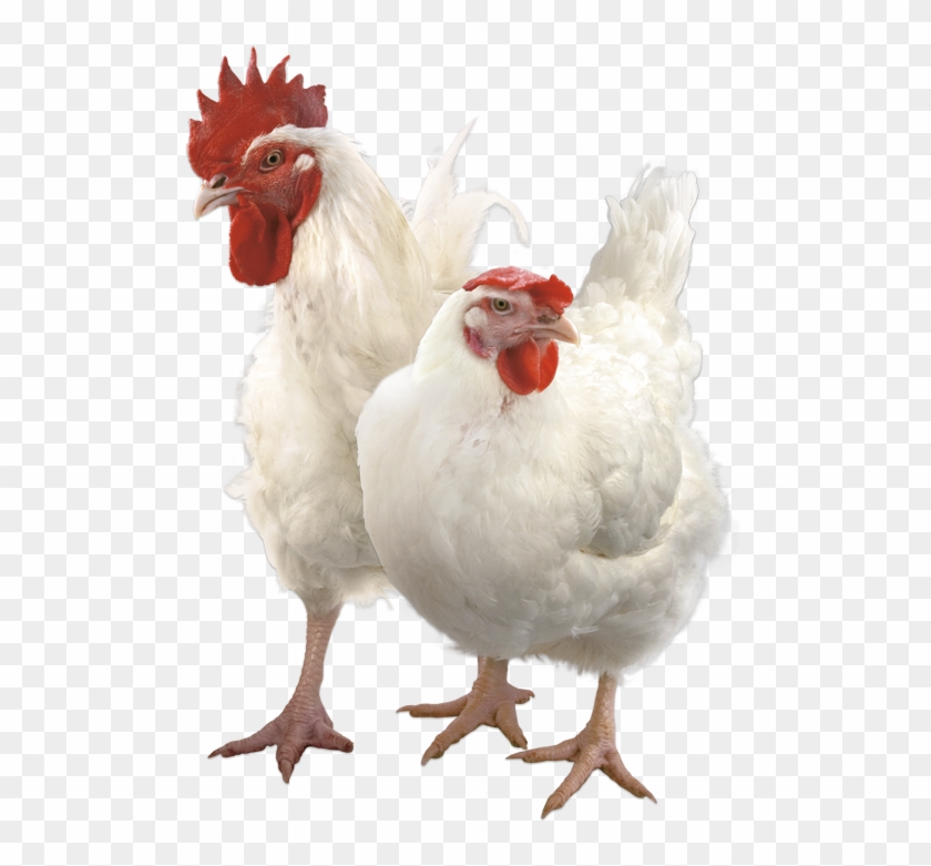 Broiler / Ducks / Geese / Turkeys Is 350g/ton Of Feed - Бройлер Пнг Clipart