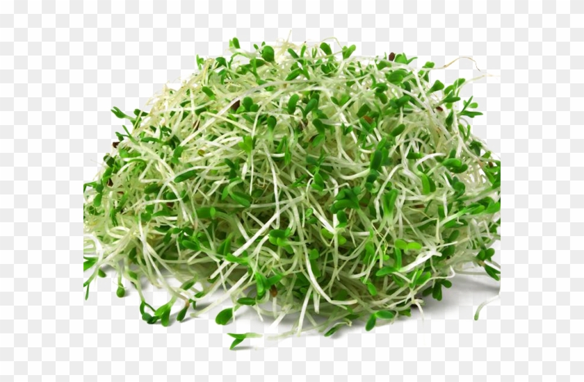Download Png Image Report - Alfalfa Planta Medicinal Clipart