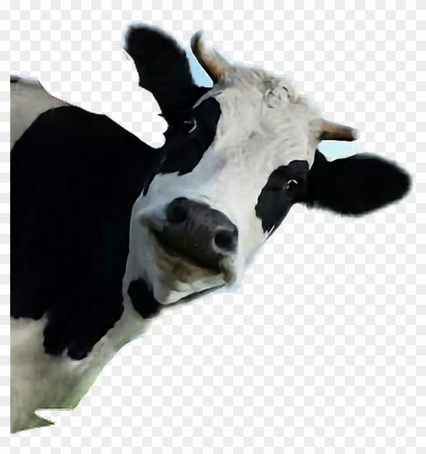 Vaca Png Transparent Background - Cow Peeking Around Corner Clipart