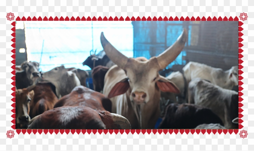 Protection & Conservation Of Indian Indigenous Cow - Herd Clipart