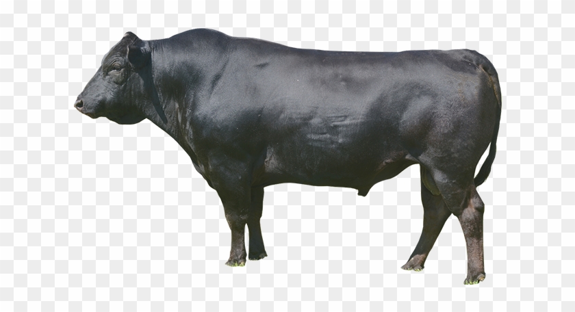 In Several Areas Of Japan, Wagyu Beef Is Shipped Carrying - Dairy Cow Clipart #2936138