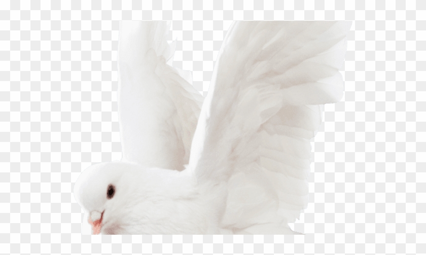 Cockatoo Clipart