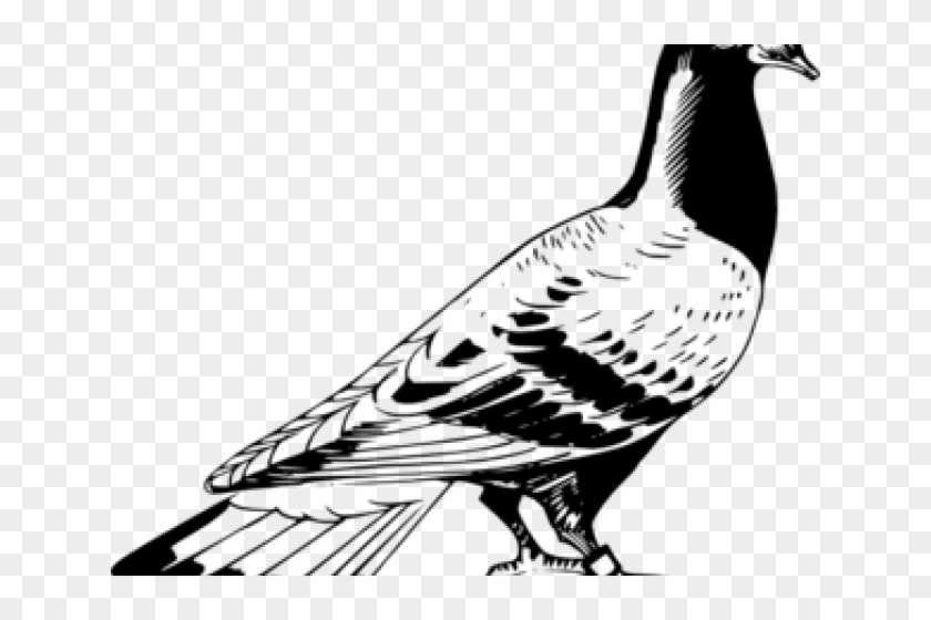 Vector Library Stock Free On Dumielauxepices Net Drawing - Pigeon Clipart Black And White - Png Download #2936286