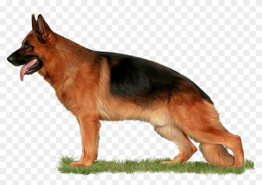 Png Freeuse Library The Home Of Babylonland Kennel - German Shepherd Hd Png Clipart #2937720