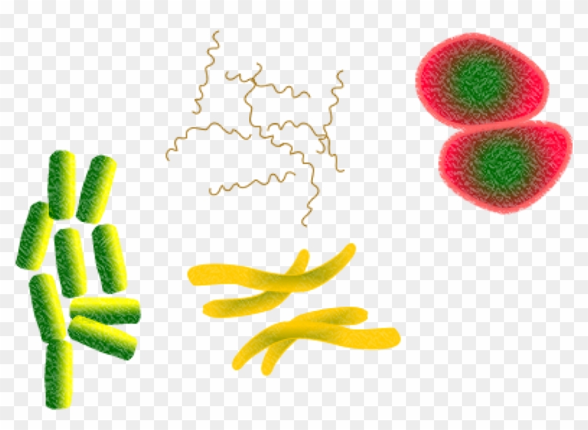 Bacteria Microbes Infection Png Image - Biotic Factors Clipart