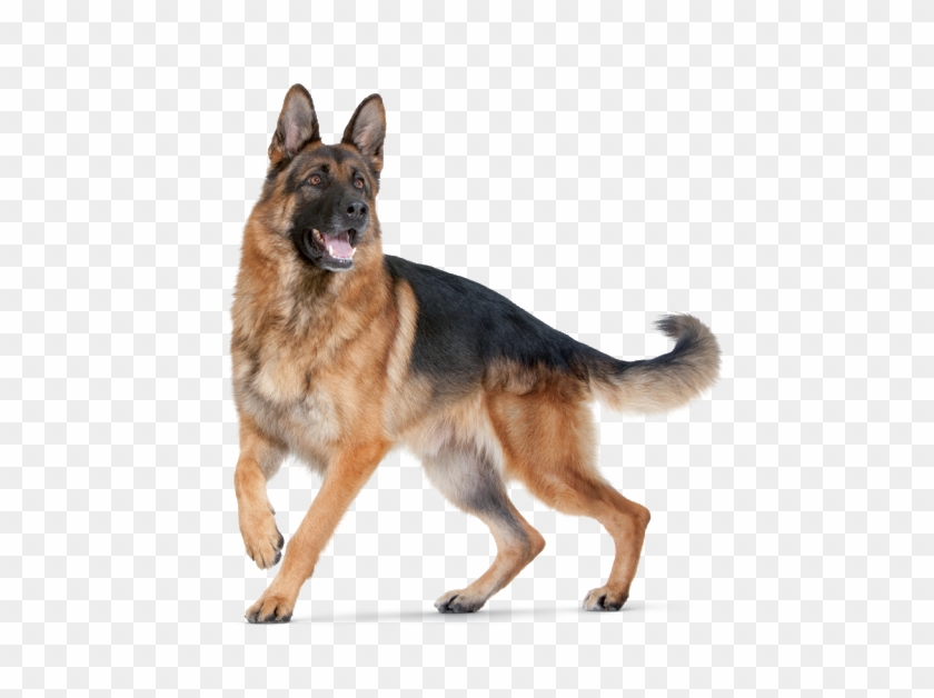 Large Dogs Need Special Nutrition That Fits Their Way - Jarman Safed Dog Png Clipart #2937752