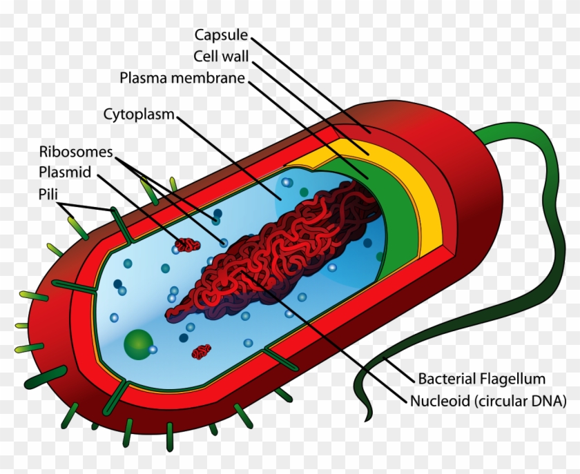 Bacteria Cell Structure - Prokaryotic Cell Diagram Clipart #2937793