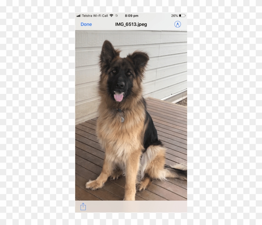 Donate To Petrescue - Old German Shepherd Dog Clipart