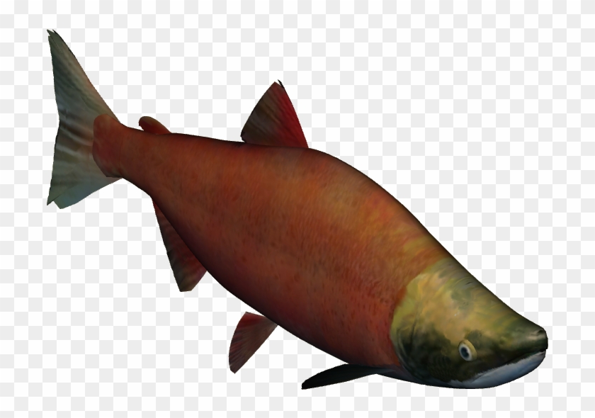 Zt2 Salmon , Png Download - Sockeye Salmon Clipart #2939125