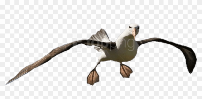 Free Png Download Albatross Open Feet Png Images Background - Albatross Eagle Clipart #2941241
