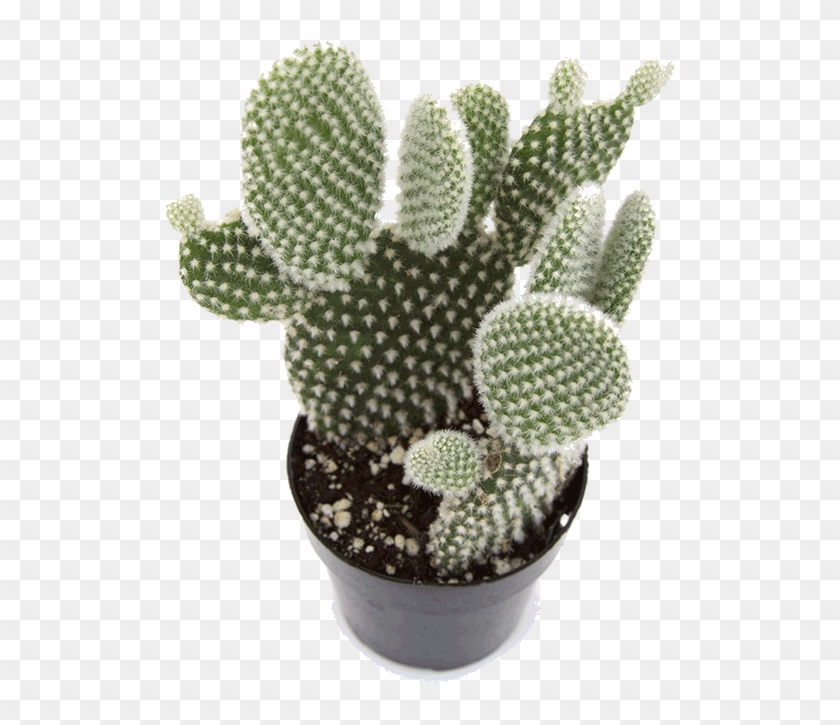 Opuntia 'angel Wing' - کمیاب ترین کاکتوس ها Clipart