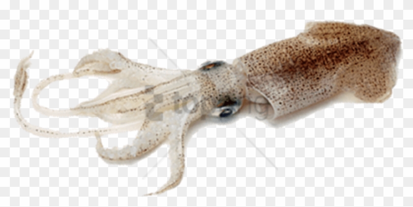 Free Png Squid Png Image With Transparent Background - Cuttlefish Png Clipart #2941982