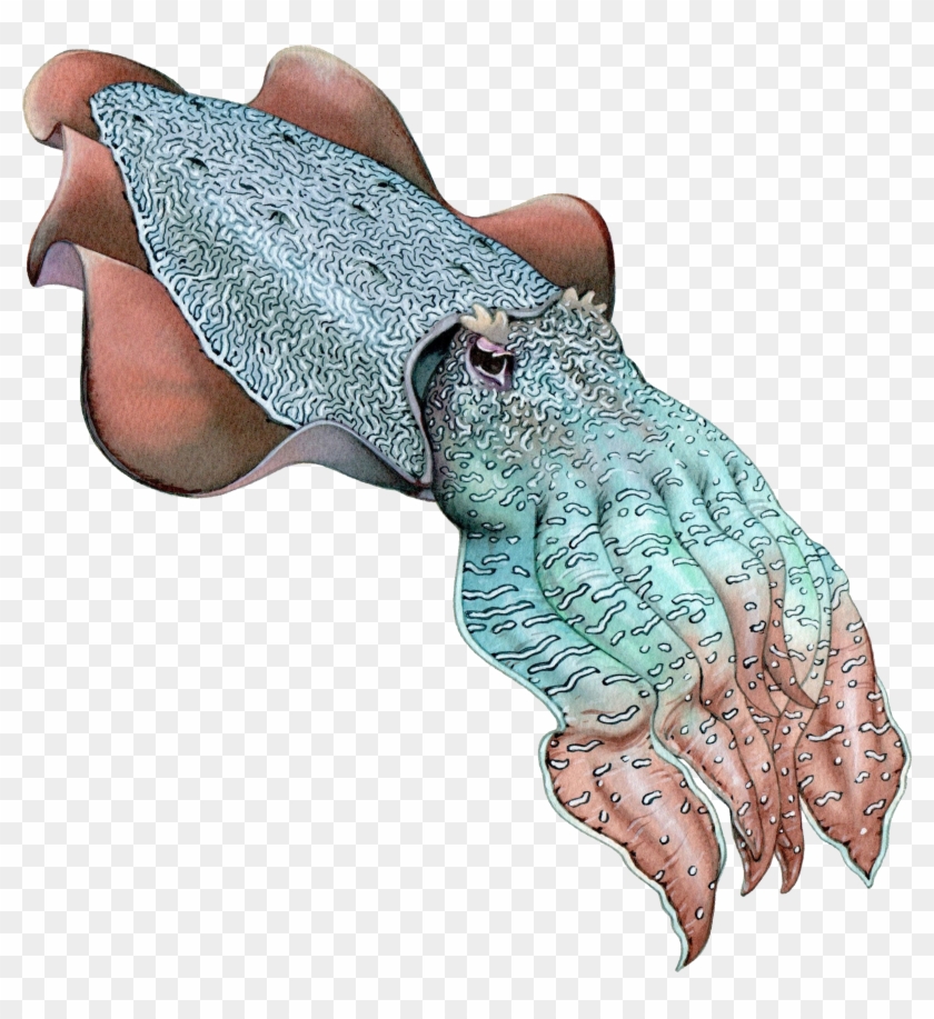 Southern Squid Sand Octopus Cuttlefish - Illustration Clipart